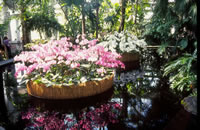 Orchid Show