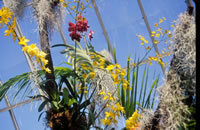 Orchid Show