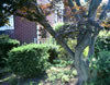 The Glade